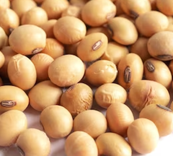 Soya bean