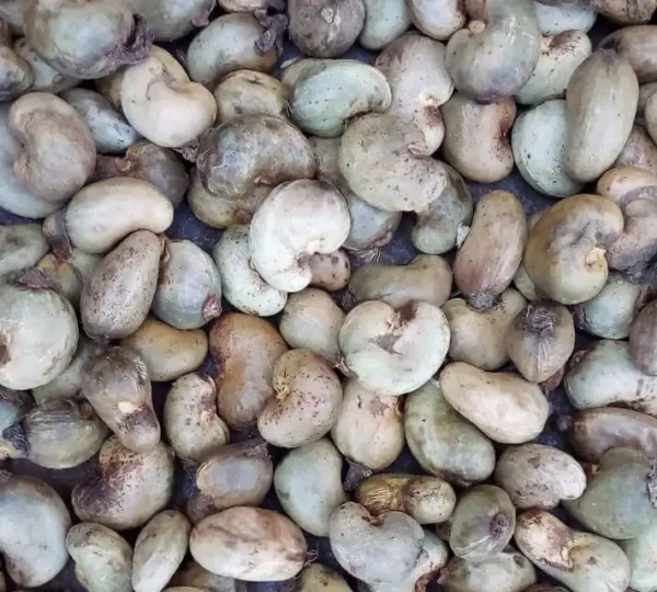 Raw Cashew nuts